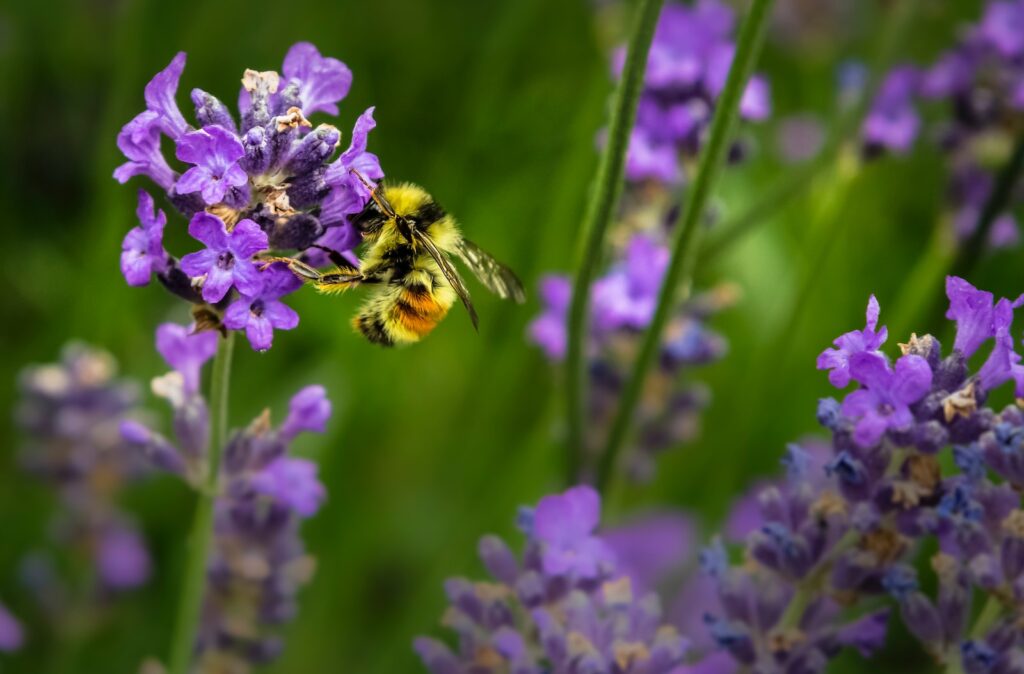 AI for rewilding farmland in North Yorkshire 