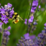 macro shot photography of bee