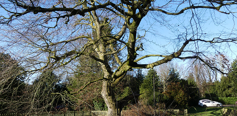 Trees in Castle Park, Frodsham, photo courtesy of Cheshire West and Chester Council