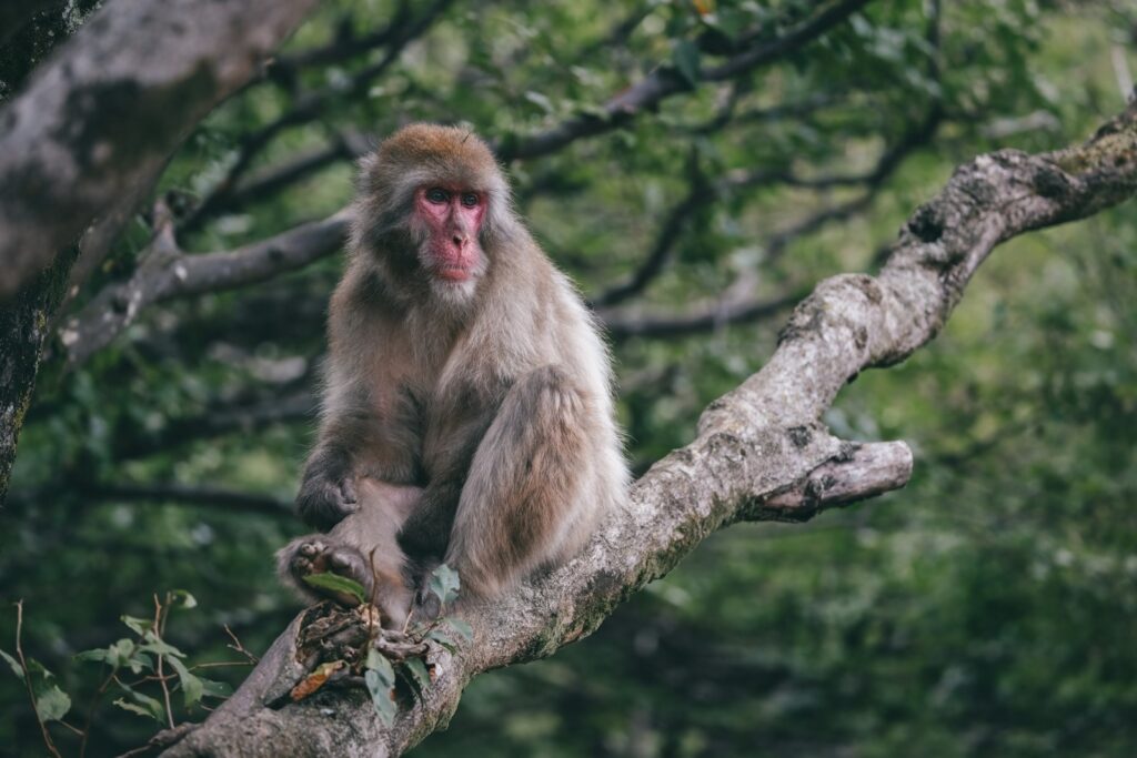 Drones pursue lost monkey in Scotland