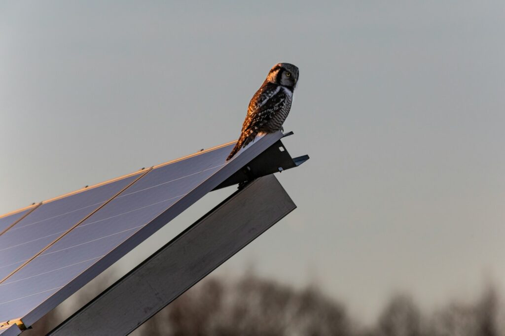 Solar farms boost bird numbers and biodiversity – new paper 